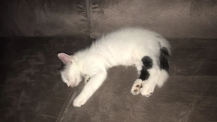 Gato raça  idade Abaixo de 2 meses nome Sem nome 