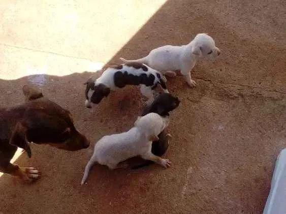 Cachorro ra a Vira lata idade Abaixo de 2 meses nome Filhotes