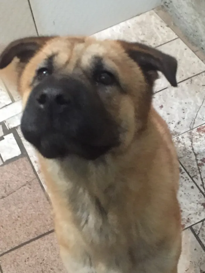Cachorro ra a SRD idade 1 ano nome Bebê