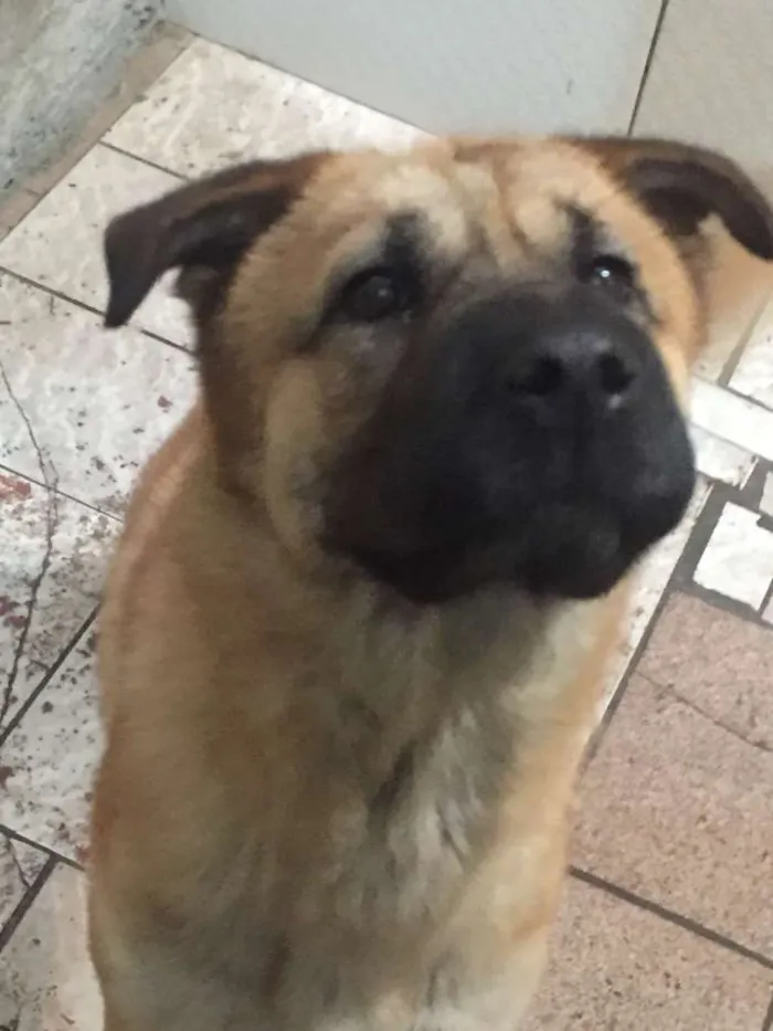 Cachorro ra a SRD idade 1 ano nome Bebê