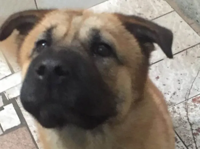 Cachorro ra a SRD idade 1 ano nome Bebê