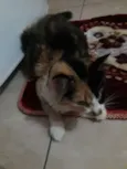 Mimi