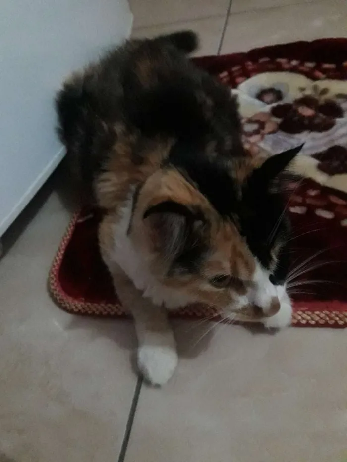 Gato ra a Vira-lata idade 2 anos nome Mimi