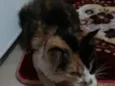 Mimi