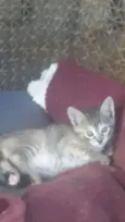 Sn