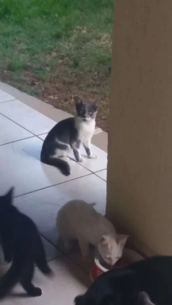 Gato raça Sr idade 2 a 6 meses nome Sn