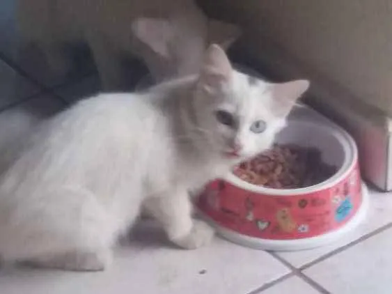 Gato raça Sr idade 2 a 6 meses nome Sn