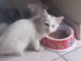 Sn
