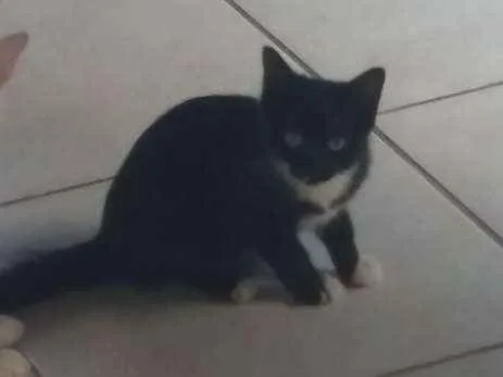 Gato raça Sr idade 2 a 6 meses nome Sn