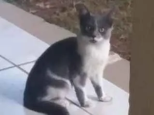 Gato raça Sr idade 2 a 6 meses nome Sn