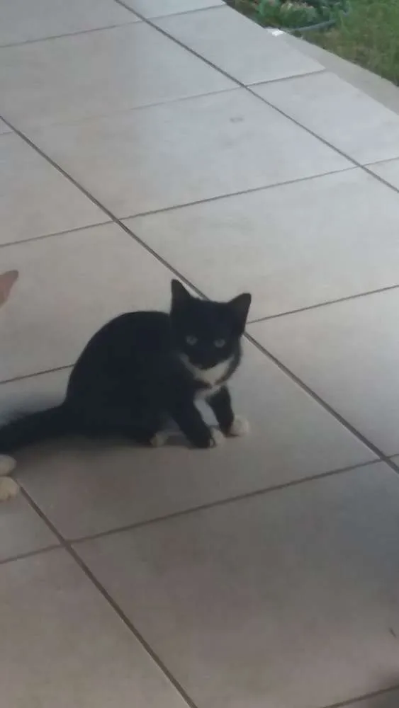 Gato raça Sr idade 2 a 6 meses nome Sn