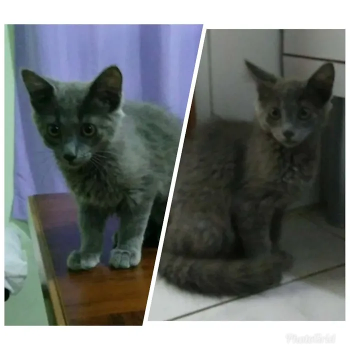 Gato ra a Siamês  idade 2 a 6 meses nome Família 