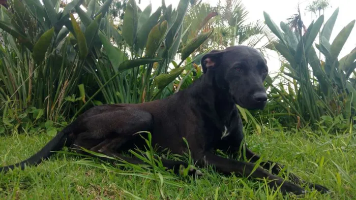 Cachorro ra a SRD idade 1 ano nome Lua