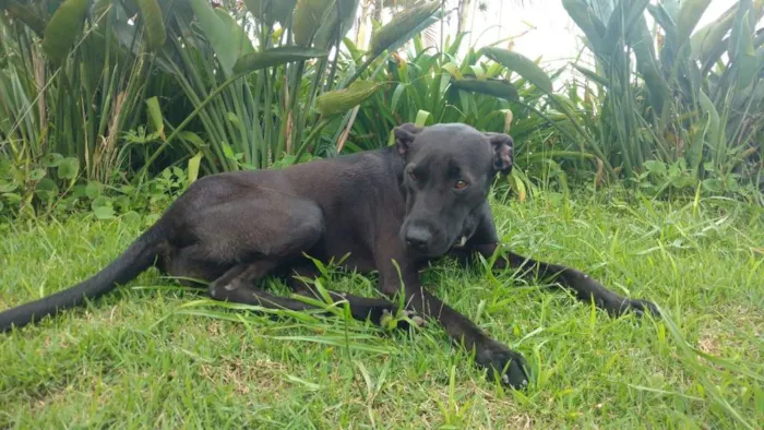 Cachorro ra a SRD idade 1 ano nome Lua