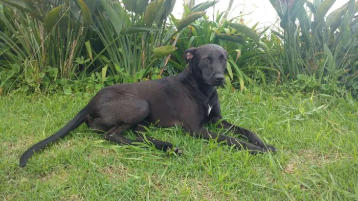 Cachorro ra a SRD idade 1 ano nome Lua