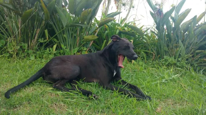 Cachorro ra a SRD idade 1 ano nome Lua