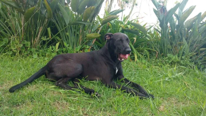 Cachorro ra a SRD idade 1 ano nome Lua