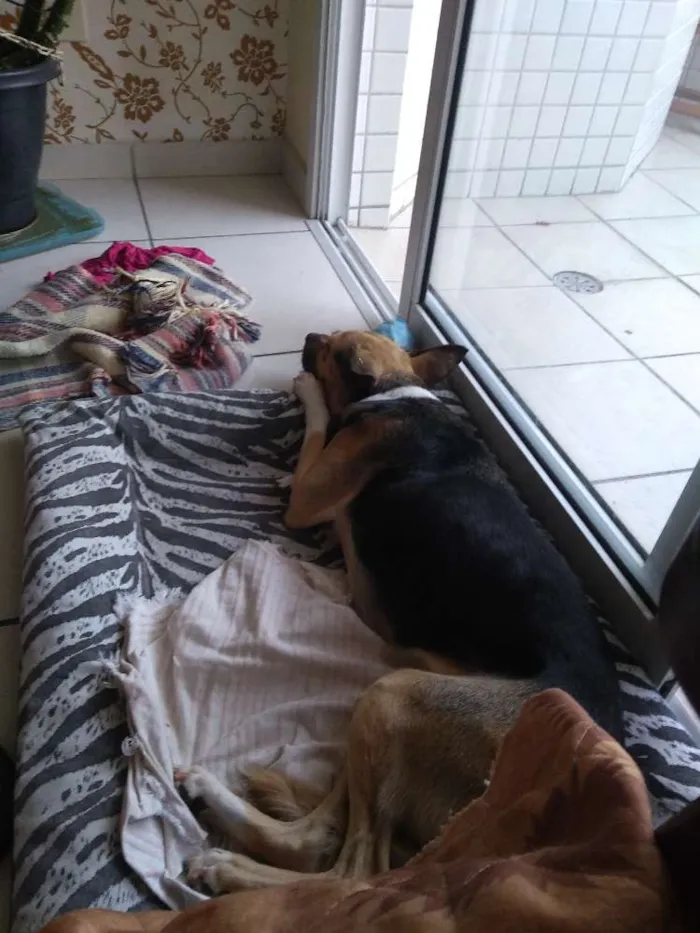 Cachorro ra a SRD idade 5 anos nome Charlot