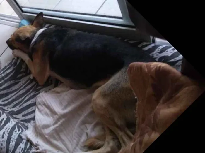 Cachorro ra a SRD idade 5 anos nome Charlot