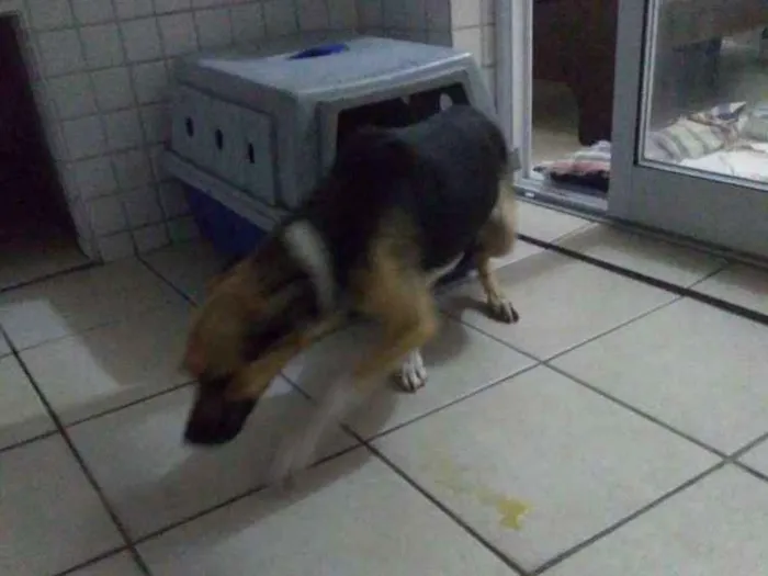Cachorro ra a SRD idade 5 anos nome Charlot