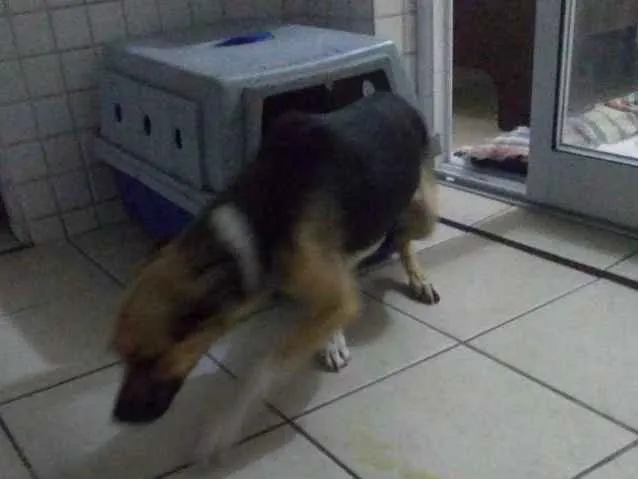 Cachorro ra a SRD idade 5 anos nome Charlot