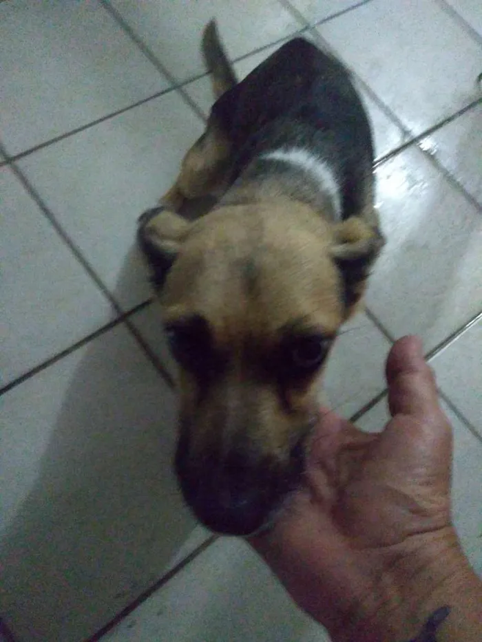 Cachorro ra a SRD idade 5 anos nome Charlot