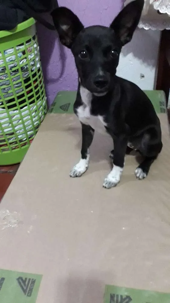 Cachorro raça Vira-lata vom pinche idade 2 a 6 meses nome Sofhia