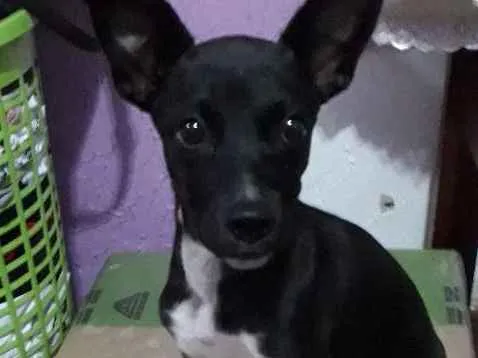 Cachorro raça Vira-lata vom pinche idade 2 a 6 meses nome Sofhia