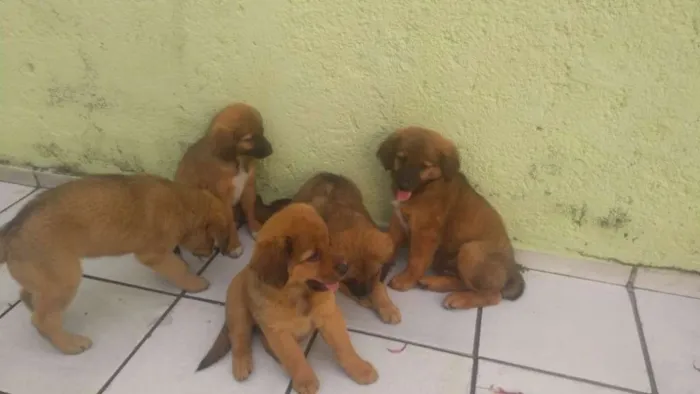 Cachorro ra a labra/chouchou idade 2 a 6 meses nome filhotes