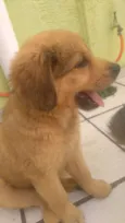 filhotes