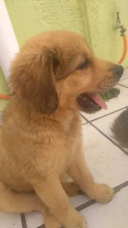 Cachorro ra a labra/chouchou idade 2 a 6 meses nome filhotes