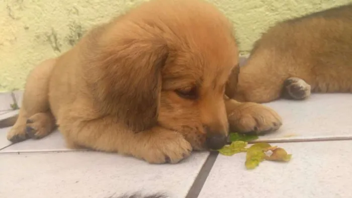 Cachorro ra a labra/chouchou idade 2 a 6 meses nome filhotes