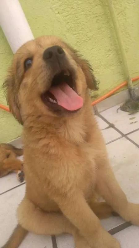 Cachorro ra a labra/chouchou idade 2 a 6 meses nome filhotes