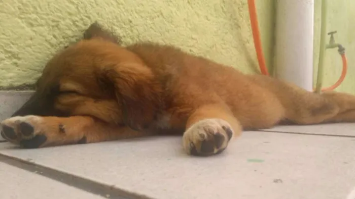 Cachorro ra a labra/chouchou idade 2 a 6 meses nome filhotes