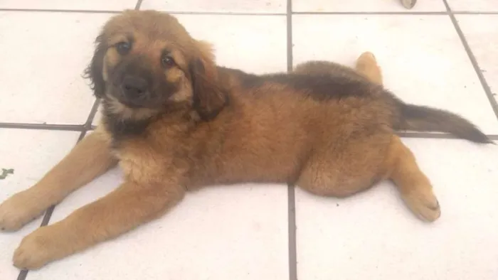 Cachorro ra a labra/chouchou idade 2 a 6 meses nome filhotes