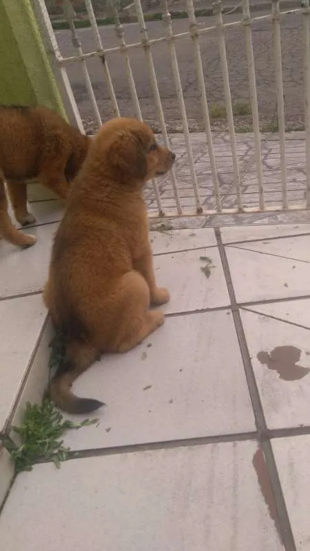 Cachorro ra a labra/chouchou idade 2 a 6 meses nome filhotes