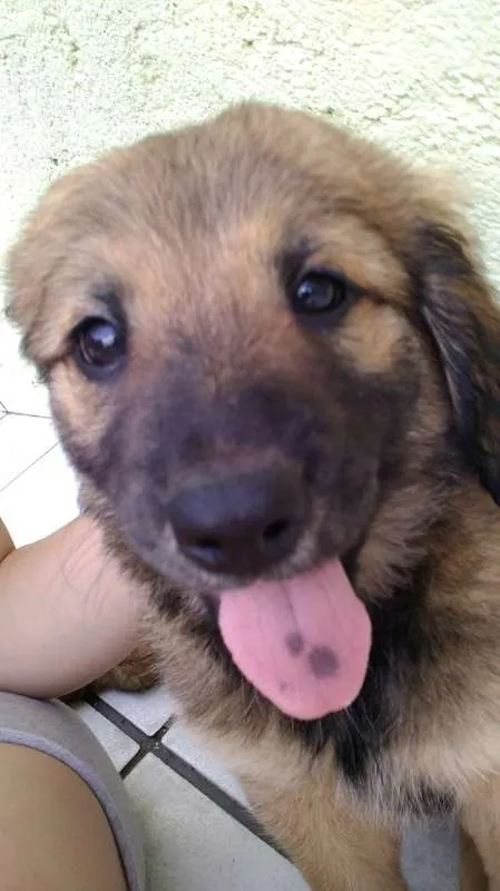Cachorro ra a labra/chouchou idade 2 a 6 meses nome filhotes