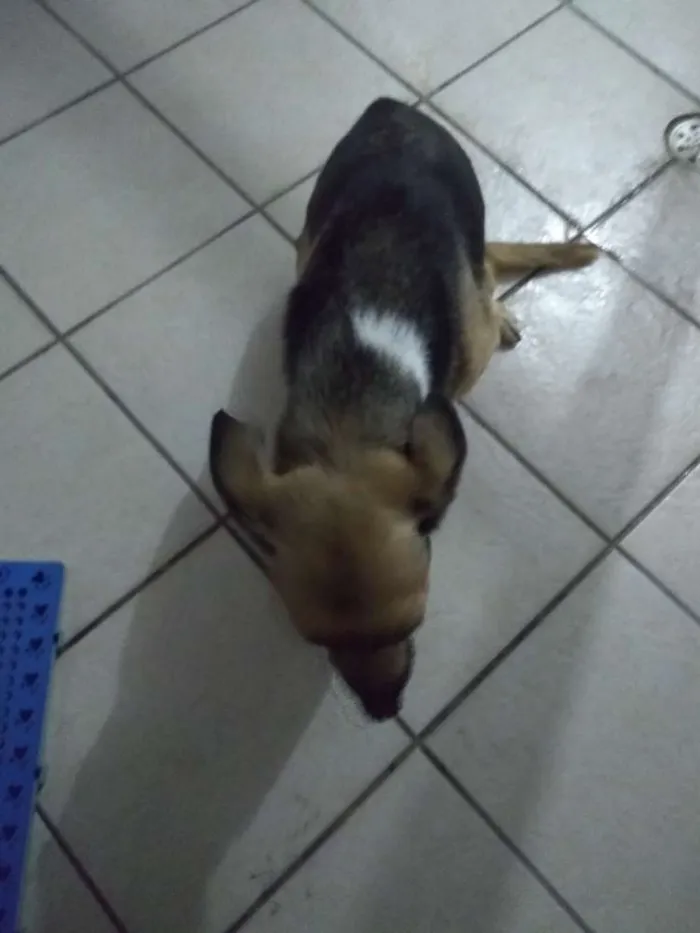 Cachorro ra a SRD idade 5 anos nome Charlot