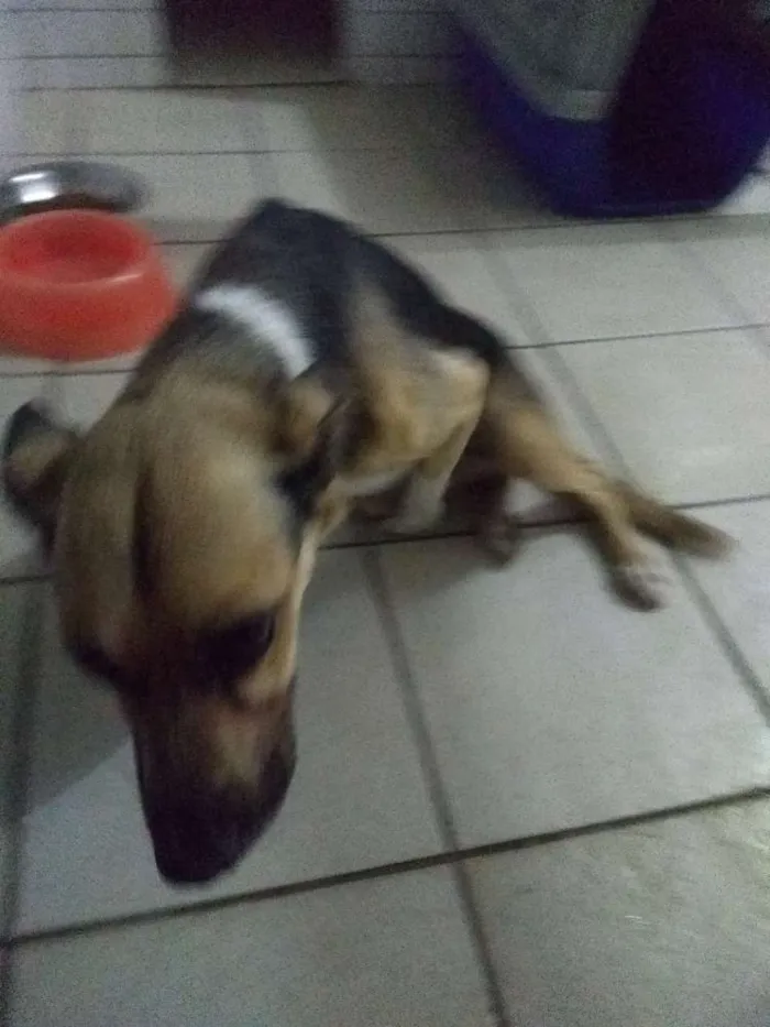 Cachorro ra a SRD idade 5 anos nome Charlot
