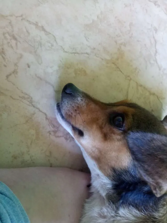 Cachorro ra a Vira lata idade 2 anos nome Dora