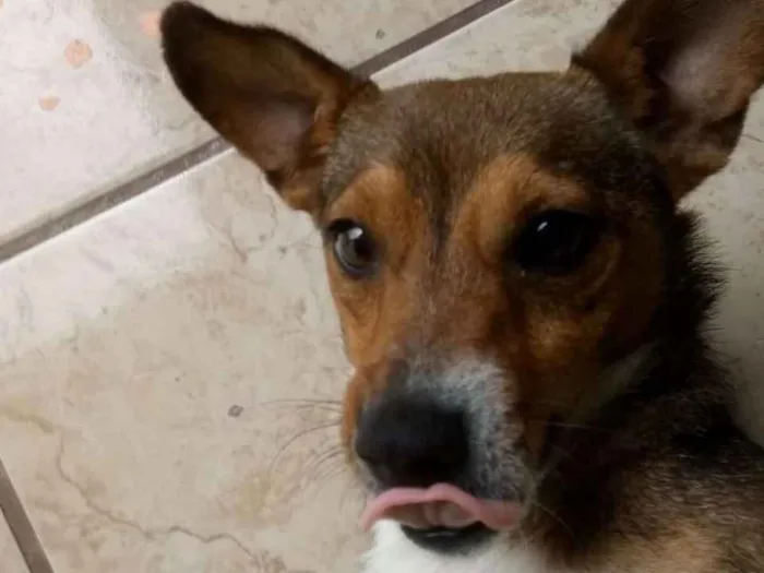 Cachorro ra a Vira lata idade 2 anos nome Dora