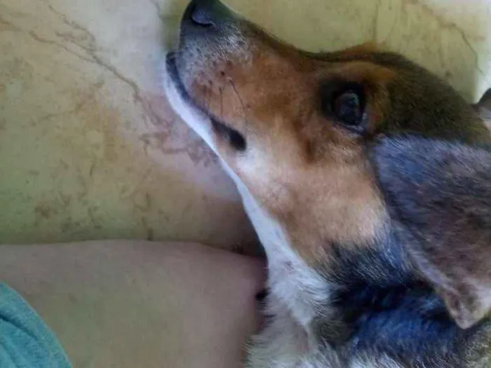 Cachorro ra a Vira lata idade 2 anos nome Dora