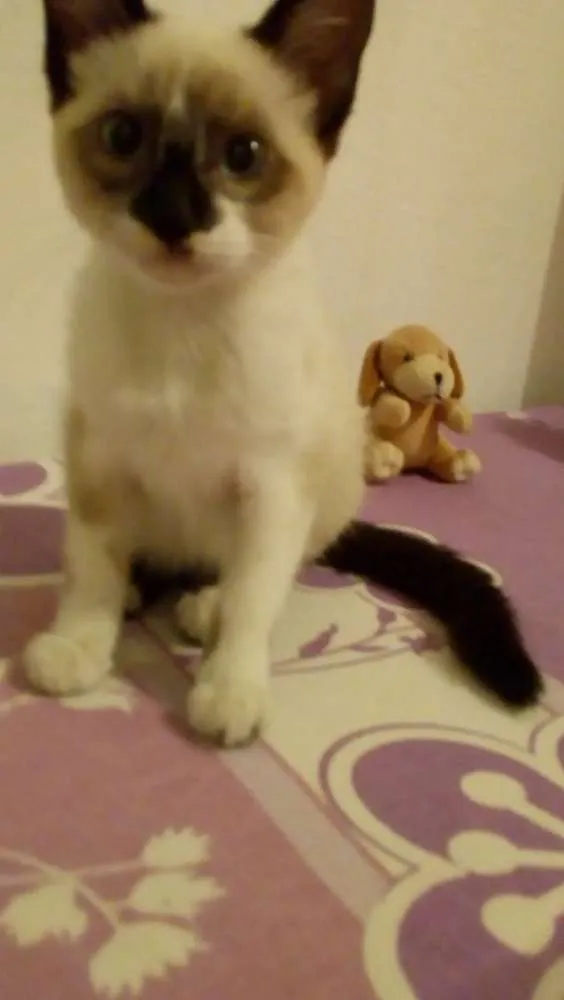 Gato ra a SRD idade 2 a 6 meses nome Serena
