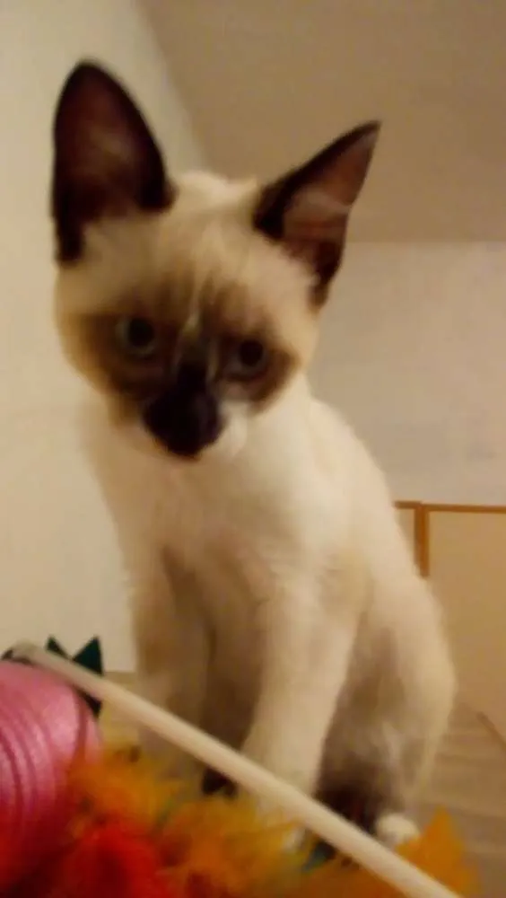 Gato ra a SRD idade 2 a 6 meses nome Serena