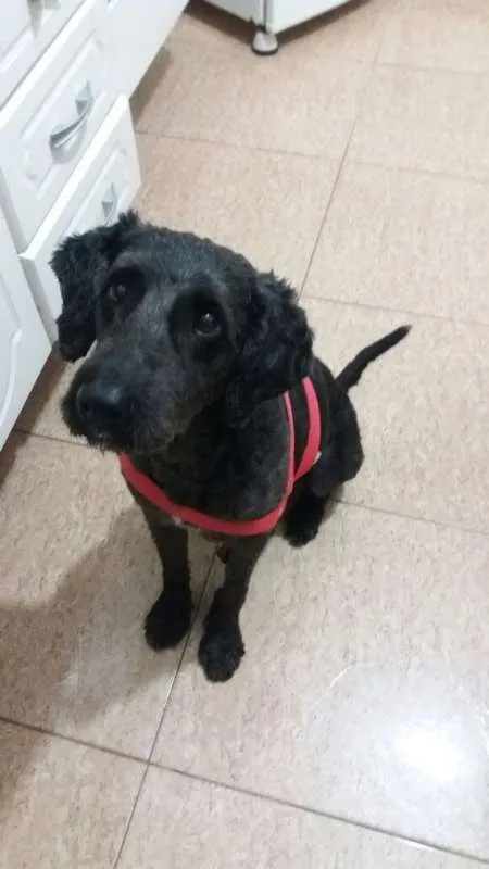 Cachorro ra a Poodle idade 1 ano nome Uly