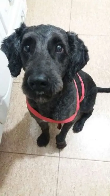 Cachorro ra a Poodle idade 1 ano nome Uly