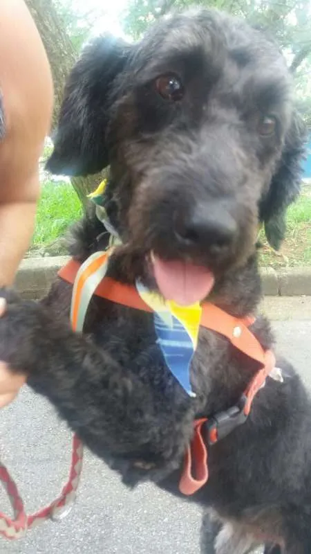 Cachorro ra a Poodle idade 1 ano nome Uly