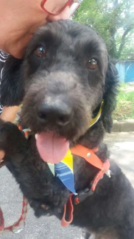 Cachorro ra a Poodle idade 1 ano nome Uly