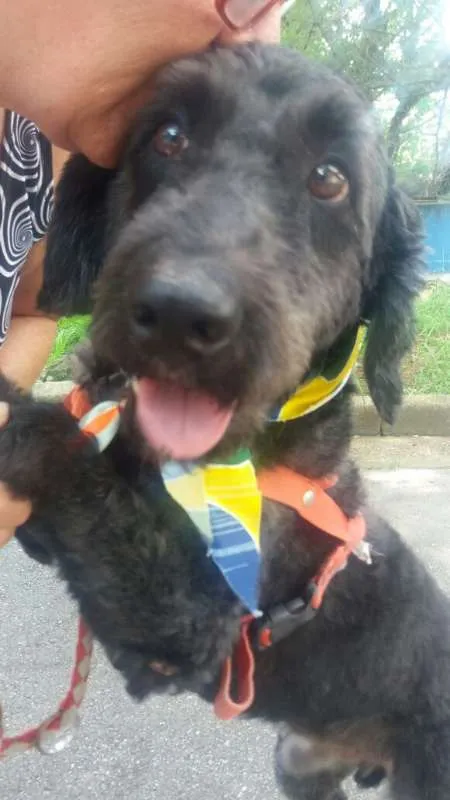 Cachorro ra a Poodle idade 1 ano nome Uly