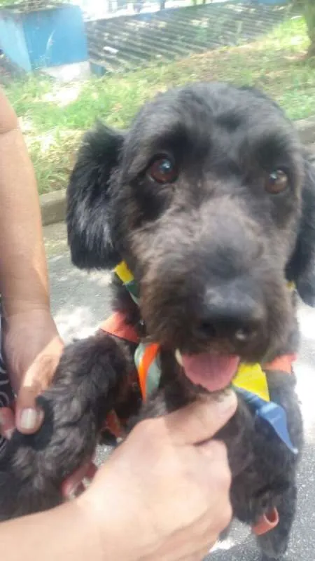 Cachorro ra a Poodle idade 1 ano nome Uly